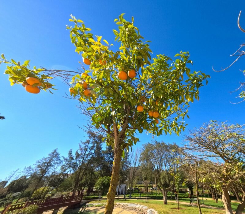 ⁦Orange Tree⁩ - الصورة ⁦3⁩