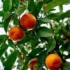 Orange Tree