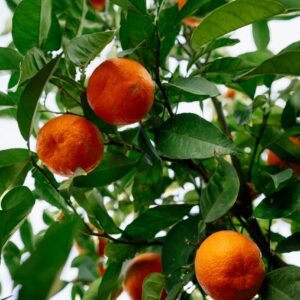 Orange Tree