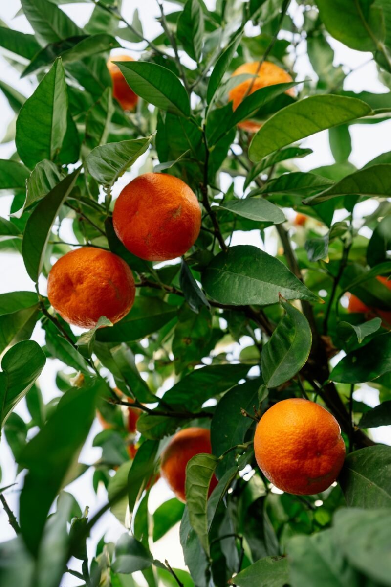 Orange Tree