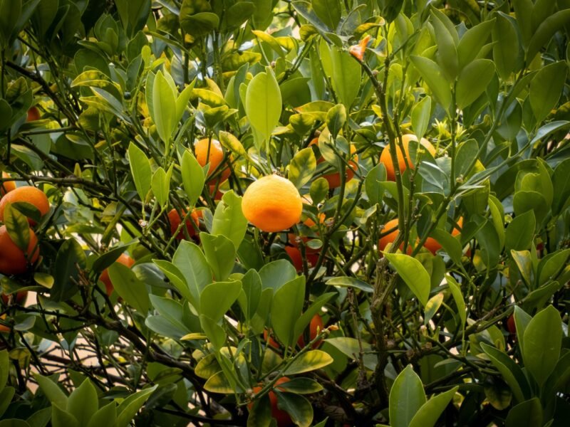 ⁦Orange Tree⁩ - الصورة ⁦2⁩