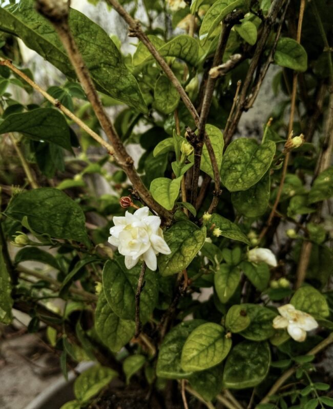 Essential Tips for Growing and Caring for Jasmine Plants Year-Round photo 1696338876553 20736a0f092a