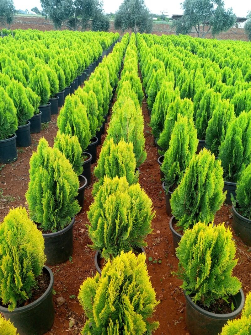 Thuja Plant - Image 2