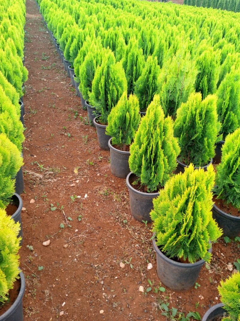 Thuja Plant - Image 3
