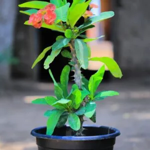 Euphorbia