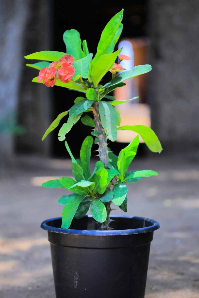 Euphorbia