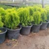 Thuja Plant
