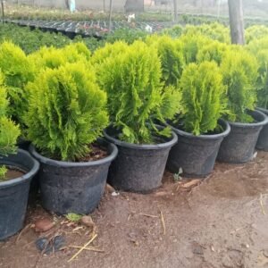 Thuja Plant