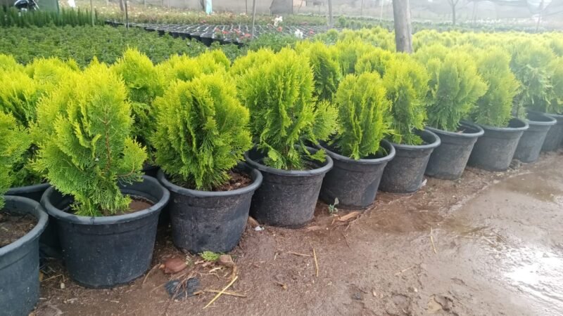 Thuja Plant