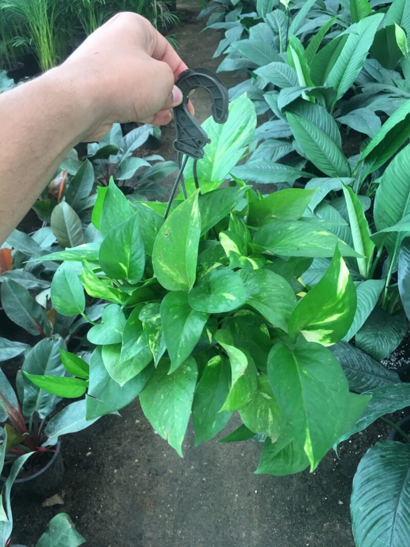 ⁦Pothos Plant⁩ - الصورة ⁦2⁩