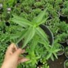 Saudi Mint Plant – 15cm Pot