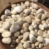 Natural Gravel – 8 to 10kg Bag