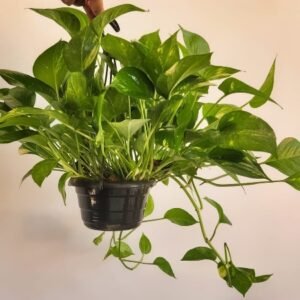 Pothos Plant