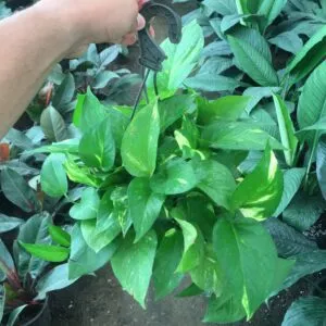 ⁦Pothos Plant⁩ - الصورة ⁦2⁩