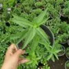 Saudi Mint Plant – 15cm Pot