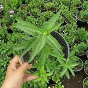 Saudi Mint Plant – 15cm Pot