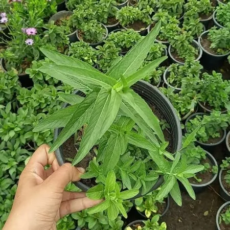 Saudi Mint Plant – 15cm Pot Saudi Mint Plant – 15cm Pot