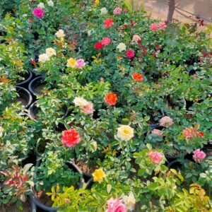 Damask Rose Plant – Local Variety