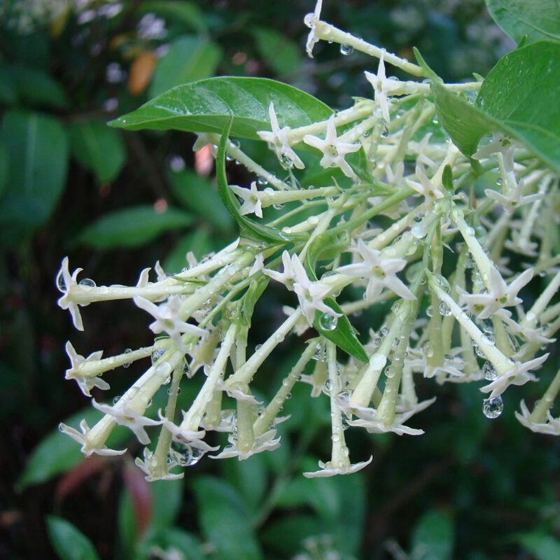 Night Jasmine Plant (Cestrum nocturnum) - Image 2