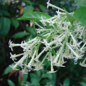 Night Jasmine Plant (Cestrum nocturnum) night blooming jasmine