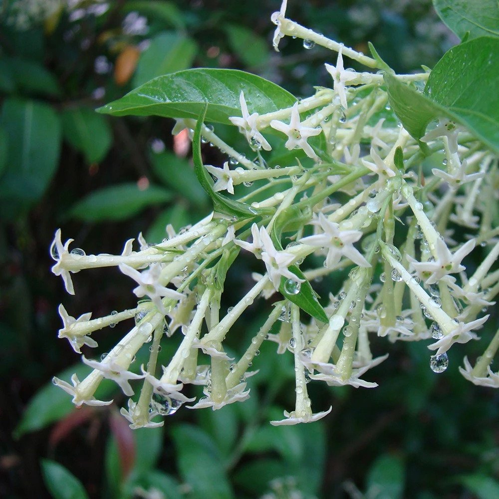 Night Jasmine Plant (Cestrum nocturnum) Night Jasmine Plant (Cestrum nocturnum) - Image 2