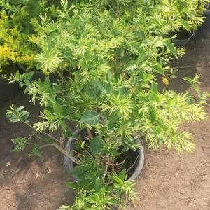 Night Jasmine Plant (Cestrum nocturnum)