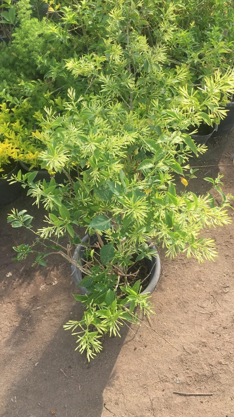 Night Jasmine Plant (Cestrum nocturnum)