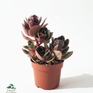 Kalanchoe Plant – Pot 12 cm