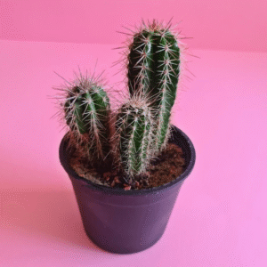 Pot 10cm صبار الباكي سيرس