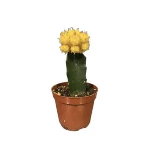 Yellow Moon Cactus (Gymnocalycium mihanovichii) – Pot 10 cm
