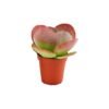 “Khod El-Gamil” Cactus (Small Barrel Cactus) – Pot 10 cm