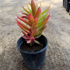 Small-Head Crassula – Pot 10 cm