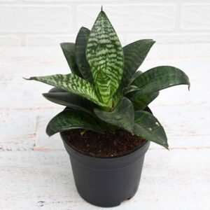 pot 10cm نبات الثعبان