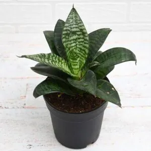 pot 10cm نبات الثعبان