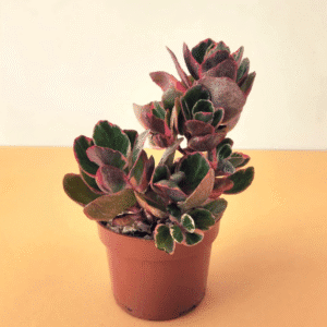 Kalanchoe Plant – Pot 12 cm