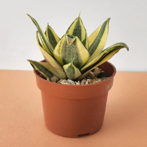 Yellow Snake Plant (Sansevieria) – Pot 12 cm