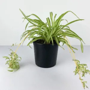 pot 15cm نبات العنكبوت