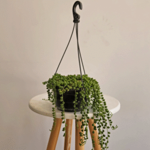String of Pearls (Senecio rowleyanus) – Pot 15 cm