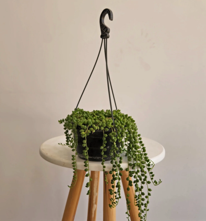 String of Pearls (Senecio rowleyanus) – Pot 15 cm String of Pearls (Senecio rowleyanus) – Pot 15 cm