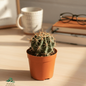 small ball cactus pot 10 cm