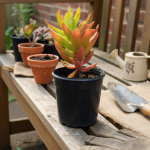 small head crassula pot 10 cm