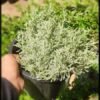 Wormwood (Artemisia) Plant – Pot 15 cm