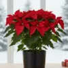 Poinsettia Plant – Available in 3, 4, 5, 6, and 7-Flower Options