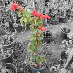 Bougainvillea Climbing Plant – Pot 38 cm