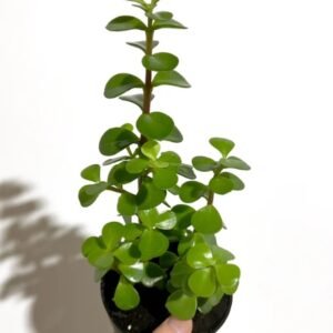 Baby Tears (Peperomia Rotundifolia) – Pot 10 cm