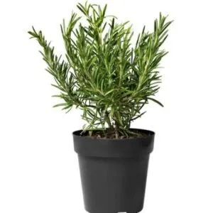 Rosemary Plant – Pot 15 cm