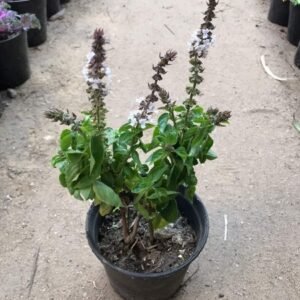Basil Plant – Pot 20 cm