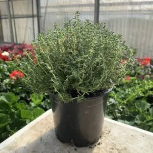 Thyme Plant – Pot 15 cm