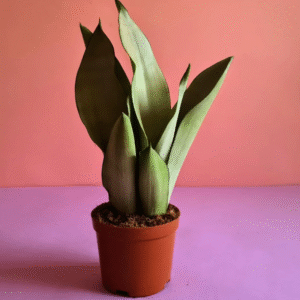 سنسفيريا ضوء القمر pot 15cm