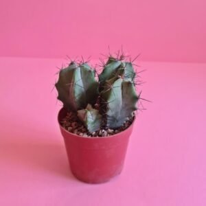 Ghost Plant (Graptopetalum paraguayense) – Pot 15 cm